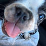 Dexter is registered to the contest to win money with this photo: dog, tongue, close_up, blurry, pet, animal, playful, black_and_white, fur, paw, car_interior, seat, blanket, nose, mouth, eye, cute, domestic_animal, canine, expression