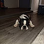 dog, french_bulldog, black_and_white, lying_down, floor, wooden_floor, indoor, pet, canine, animal, resting, sleepy, collar, ears, paw, home, carpet, boot, decor, quiet