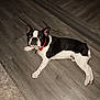 dog, french_bulldog, pet, animal, floor, wooden_floor, collar, black_and_white, lying_down, indoor, curious, cute, domestic_animal, companion, paw, ears, short_hair, looking_up, flooring, resting