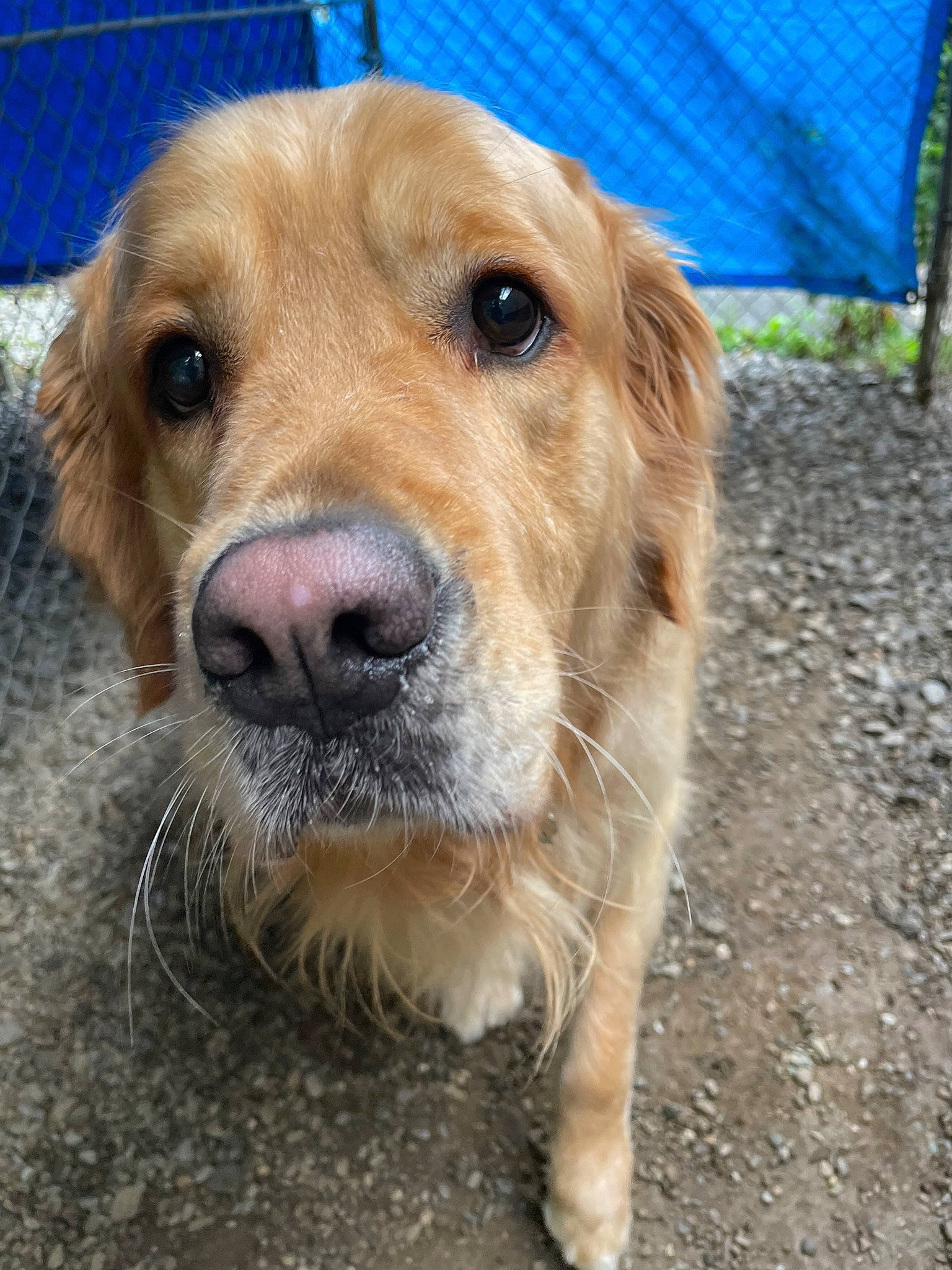 Alfie joined the competition — help win amazing prizes! canidae, carnivore, companion_dog, dog, dog_breed, eye, fawn, fence, fur, gun_dog, liver, pet_supply, retriever, shade, sporting_group, terrestrial_animal, whiskers, working_animal