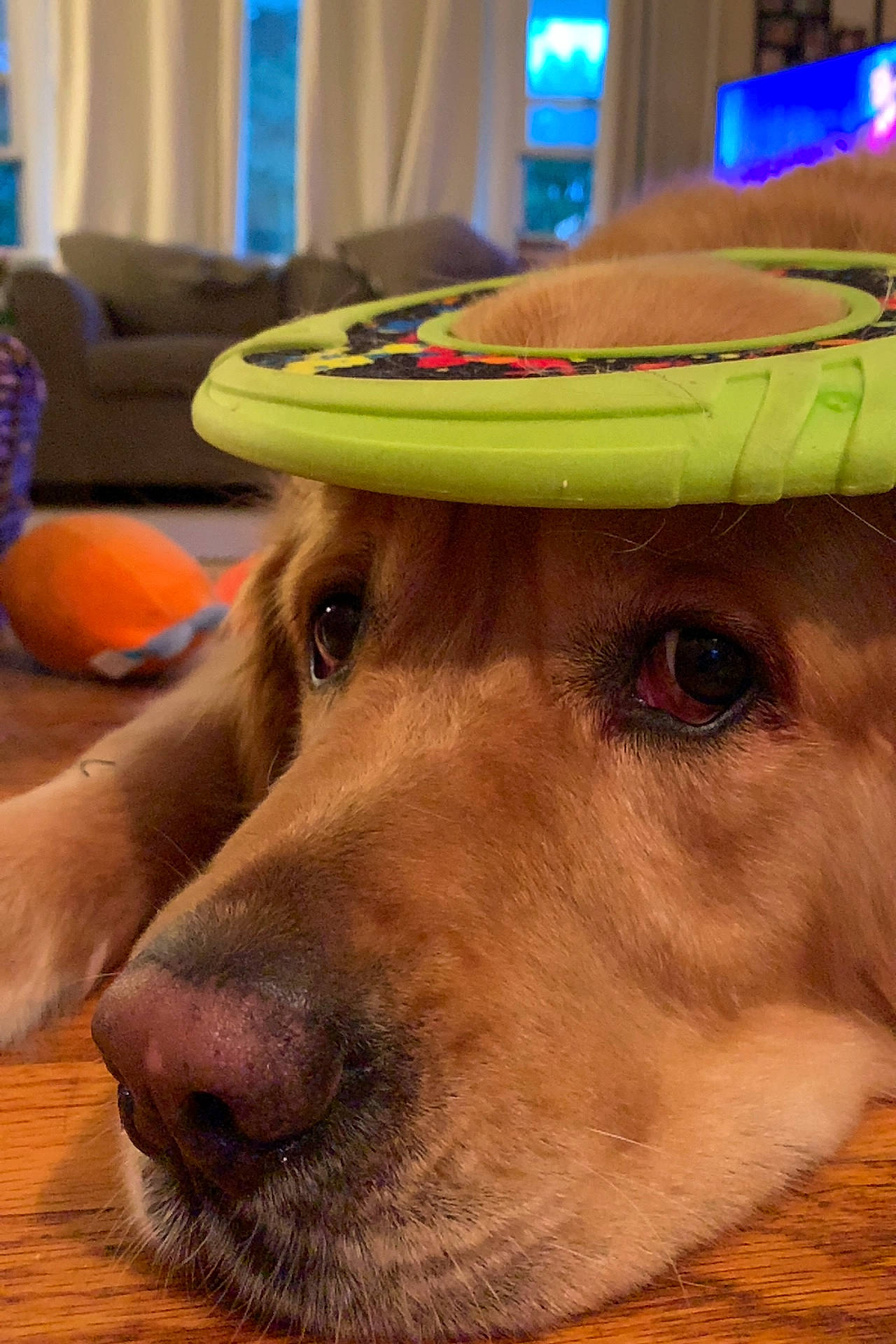 Alfie is registered to the contest to win money with this photo: canidae, cap, carnivore, companion_dog, dog, dog_breed, fashion_accessory, fawn, flooring, fur, golden_retriever, hat, liver, personal_protective_equipment, snout, sporting_group, sun_hat, whiskers, wood, working_animal