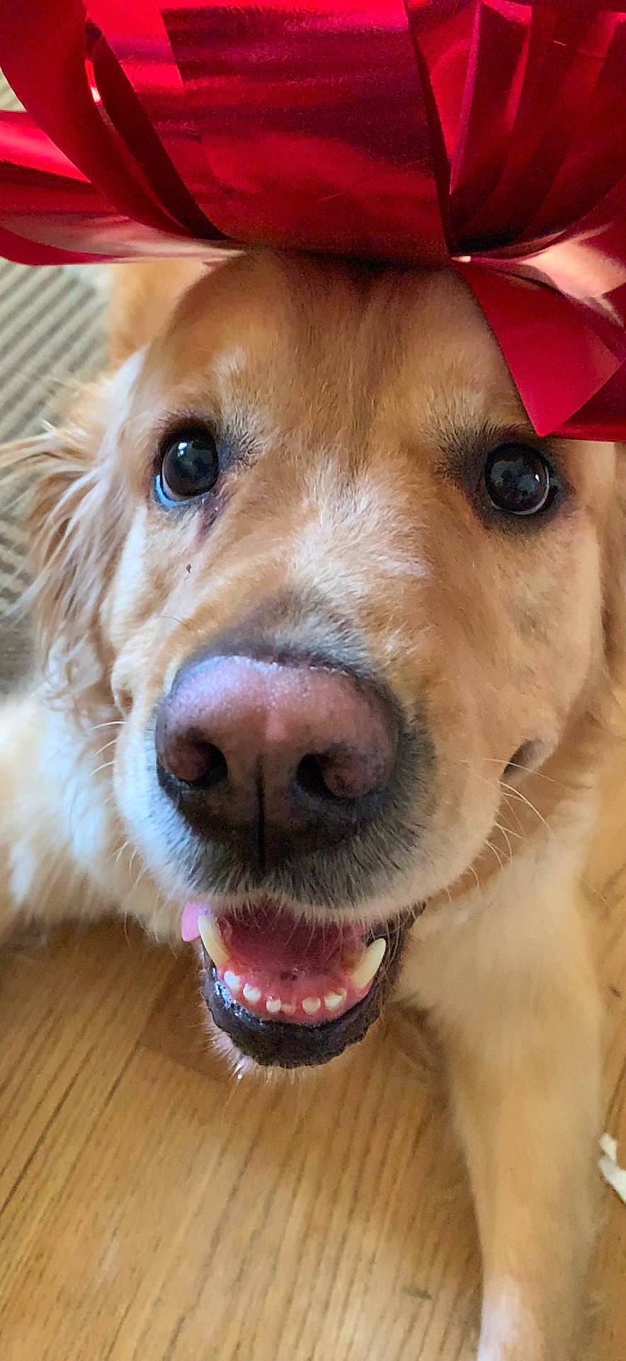 Alfie is registered to the contest to win money with this photo: canidae, carnivore, close_up, collar, companion_dog, dog, dog_breed, dog_collar, ear, fawn, fur, jaw, liver, nose, pet_supply, selfie, snout, sporting_group, whiskers, working_animal