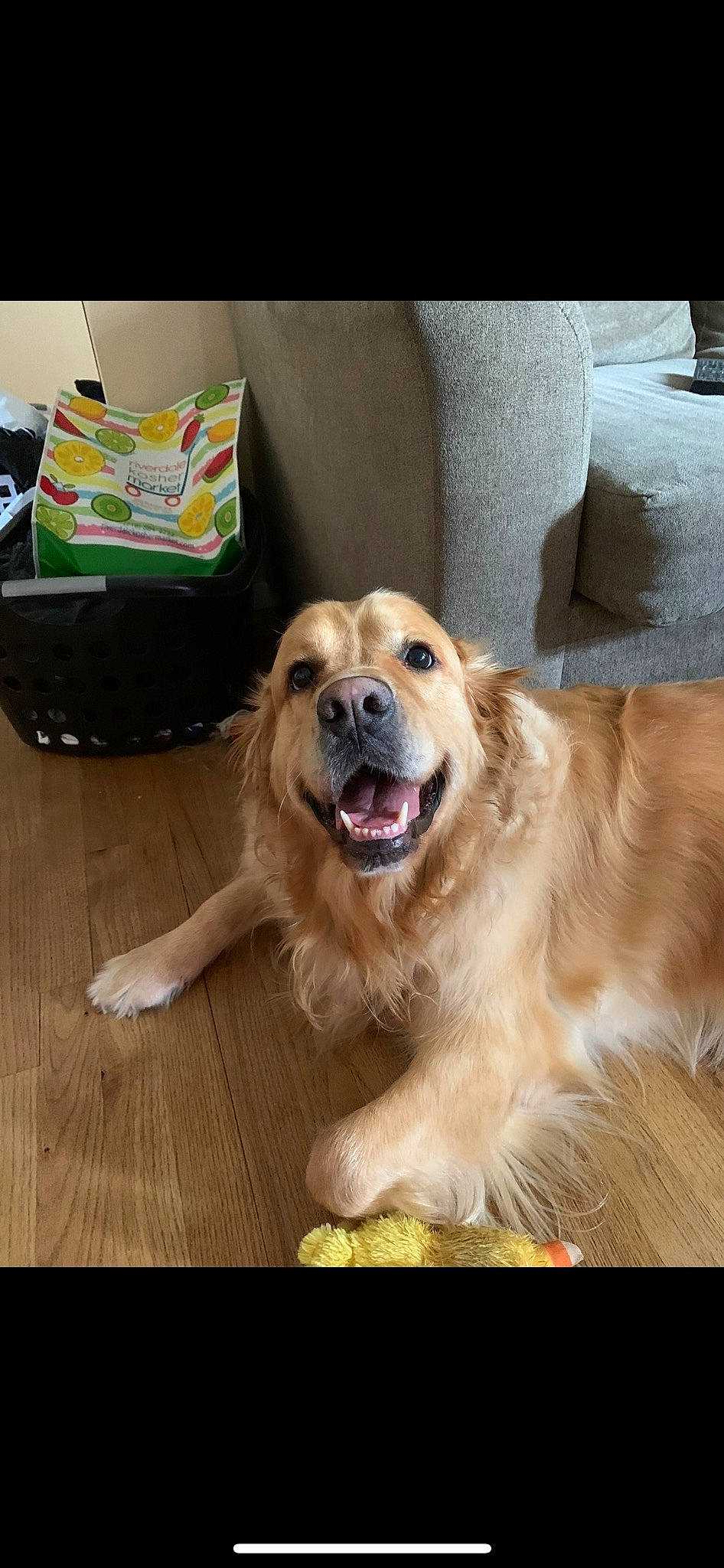 Alfie joined the competition — help win amazing prizes! carnivore, companion_dog, dog, dog_breed, fang, fawn, flooring, fur, hardwood, paw, pet_supply, shout, smile, snout, sporting_group, varnish, whiskers, wood, working_animal, working_dog