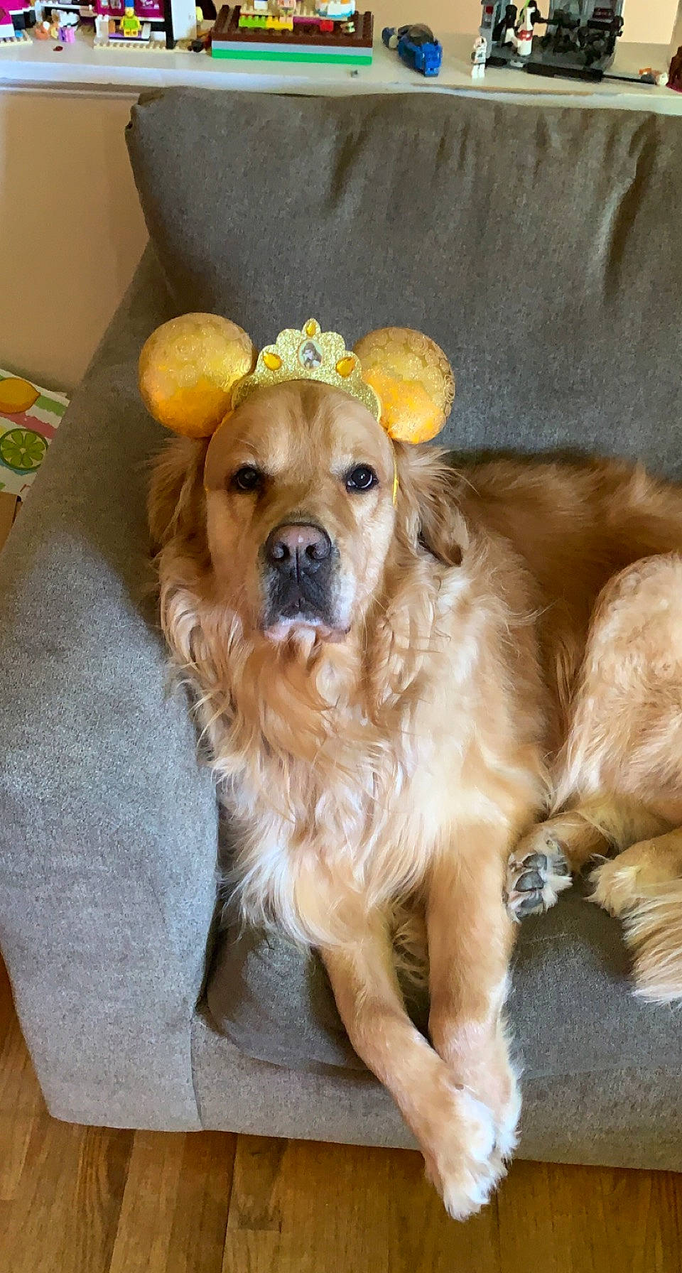 Alfie joined the competition — help win amazing prizes! canidae, carnivore, companion_dog, dog, dog_breed, dog_supply, fawn, flooring, fur, hardwood, liver, paw, pet_supply, snout, sporting_group, whiskers, wood, working_animal