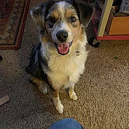 Oscar is registered to the contest to win money with this photo: dog, carpet, indoor, sitting, happy, tongue_out, brown, white, black, fur, person, jeans, knee, floor, rug, furniture, home, pet, animal, looking_up