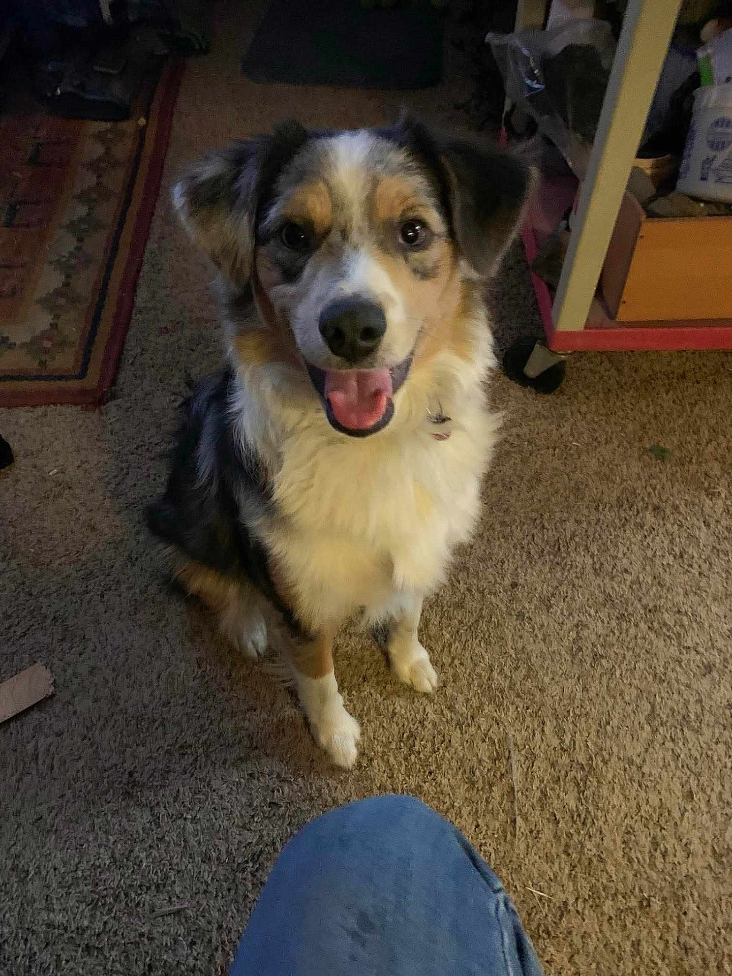 Oscar is registered to the contest to win money with this photo: dog, carpet, indoor, sitting, happy, tongue_out, brown, white, black, fur, person, jeans, knee, floor, rug, furniture, home, pet, animal, looking_up