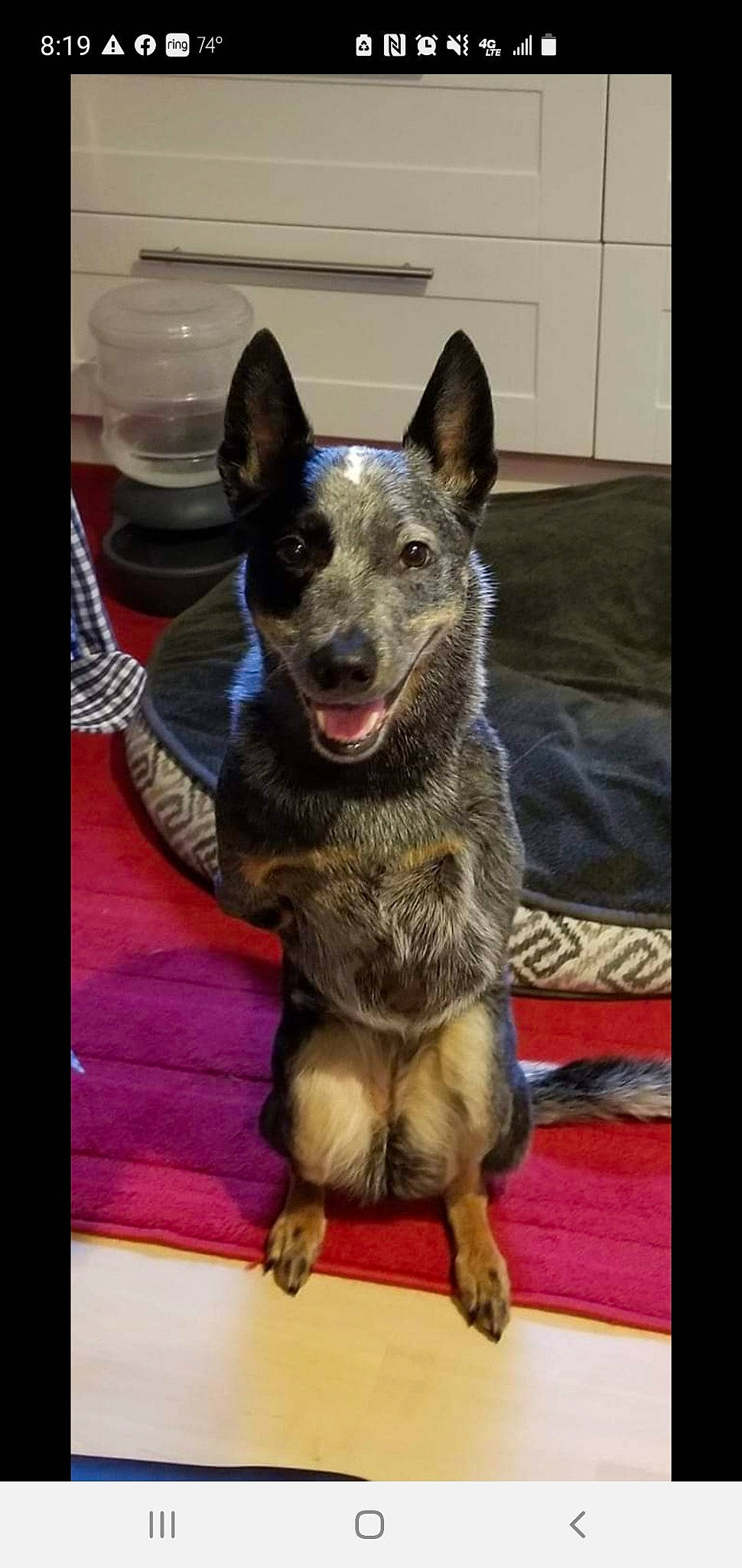 Hope joined the competition — help win amazing prizes! australian_cattle_dog, cabinetry, canis, carnivore, companion_dog, dog, dog_breed, flooring, fur, guard_dog, herding_dog, non_sporting_group, paw, rectangle, snout, sporting_group, terrestrial_animal, whiskers, working_animal, working_dog