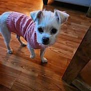 Maggie Mae is registered to the contest to win money with this photo: animal, clothing, companion, couch, curious, cute, dog, domestic_animal, floor, furniture, home, indoors, looking_at_camera, pet, pink_sweater, rug, small_dog, standing, white_dog, wooden_floor