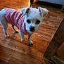 animal, clothing, companion, couch, curious, cute, dog, domestic_animal, floor, furniture, home, indoors, looking_at_camera, pet, pink_sweater, rug, small_dog, standing, white_dog, wooden_floor