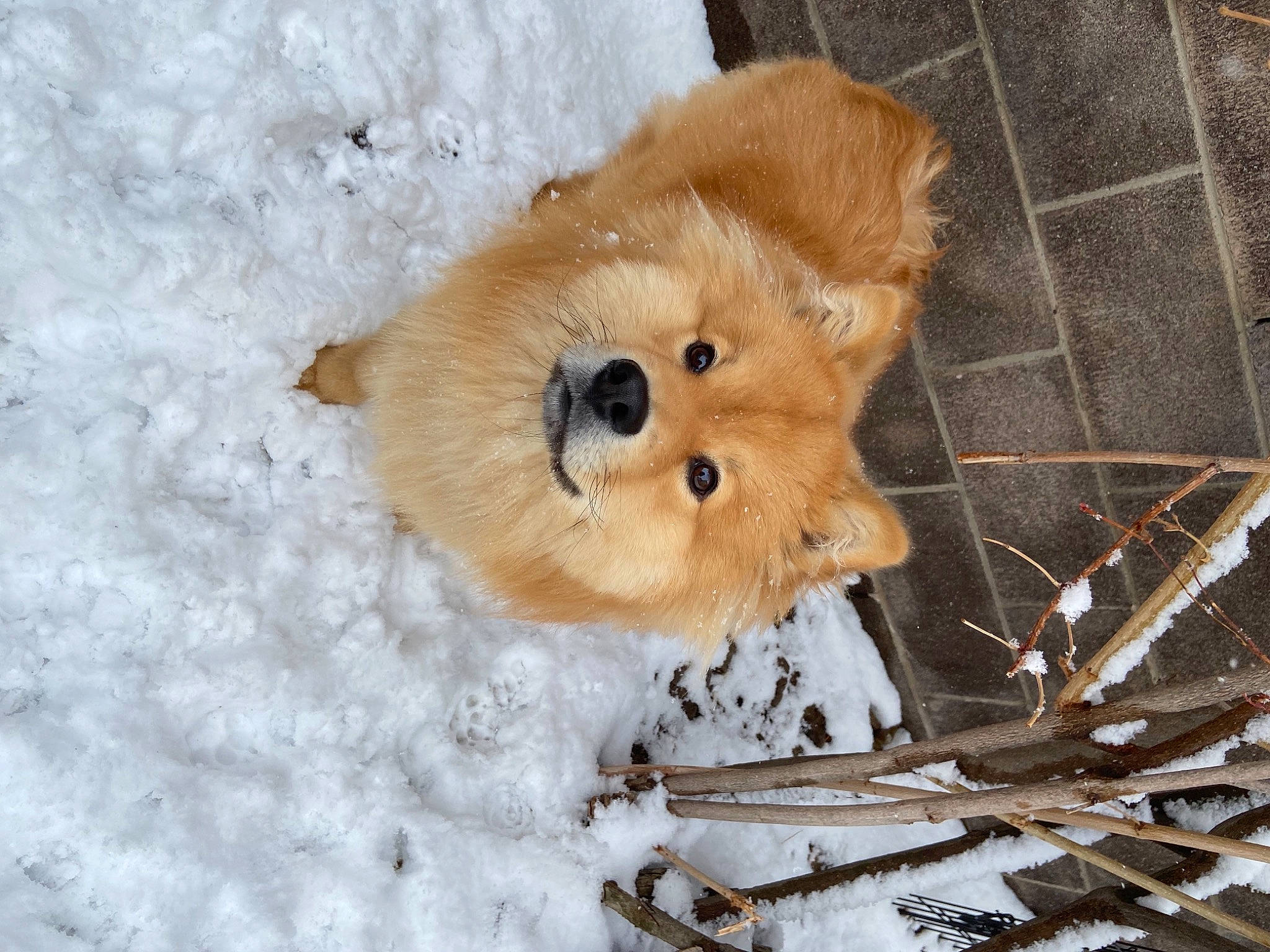 Lego is registered to the contest to win money with this photo: canidae, carnivore, companion_dog, dog, dog_breed, fawn, freezing, fur, paw, snout, snow, sporting_group, stuffed_toy, terrestrial_animal, toy, twig, whiskers, wildlife, winter