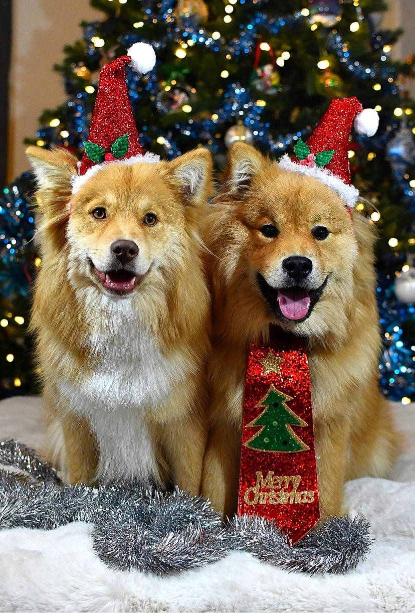 Lego is registered to the contest to win money with this photo: carnivore, christmas, christmas_decoration, christmas_ornament, christmas_tree, clock, collar, companion_dog, dog, dog_breed, dog_supply, event, fawn, fur, holiday, light, pet_supply, plant, smile, sporting_group