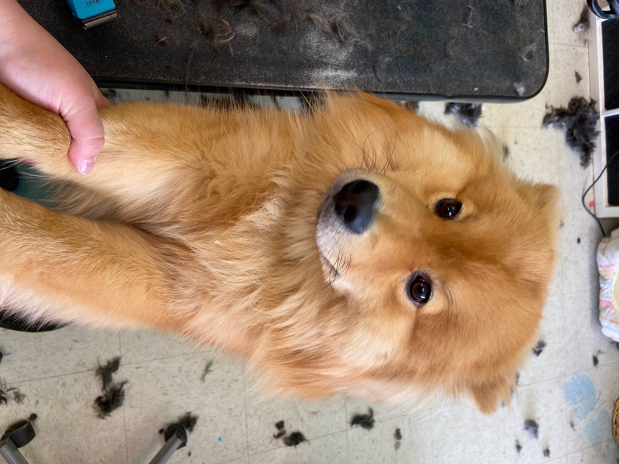 Lego joined the competition — help win amazing prizes! canidae, carnivore, companion_dog, dog, dog_breed, fur, liver, nail, non_sporting_group, puppy, spitz, sporting_group, terrestrial_animal, toy_dog, whiskers, wood, working_animal