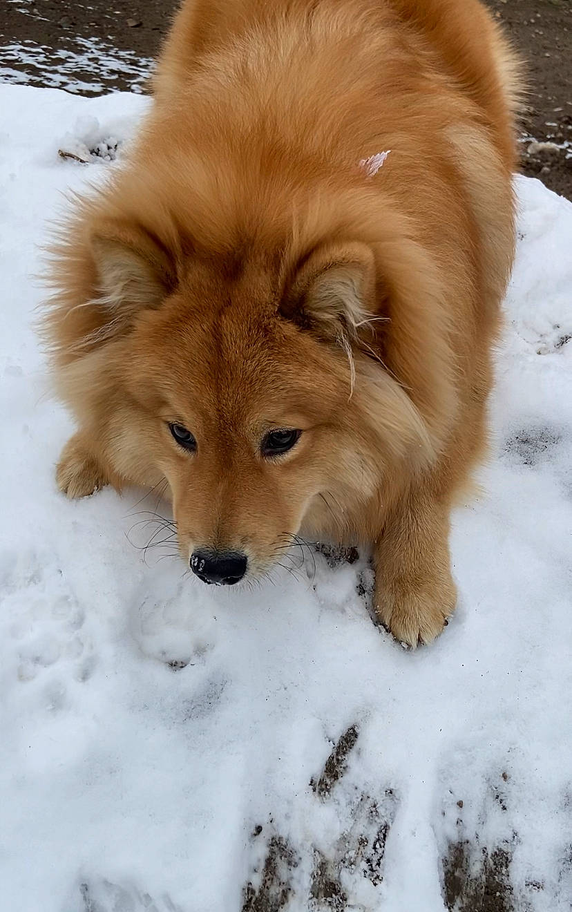 Lego joined the competition — help win amazing prizes! ancient_dog_breeds, canidae, carnivore, companion_dog, dog, dog_breed, fawn, freezing, fur, liver, non_sporting_group, snout, snow, sporting_group, tail, terrestrial_animal, whiskers, wildlife, winter, working_animal