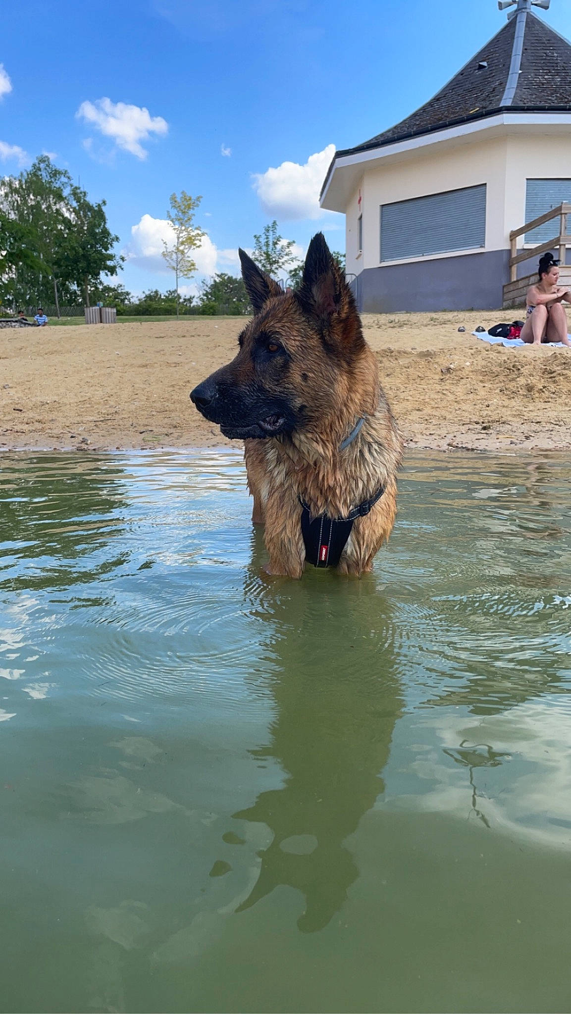 Rexie a rejoint le concours — aidez-le/la à gagner de superbes lots ! canidae, carnivore, cloud, dog, dog_breed, fawn, german_shepherd_dog, giant_dog_breed, herding_dog, king_shepherd, lake, old_german_shepherd_dog, plant, sky, snout, sporting_group, tree, water, window, working_animal