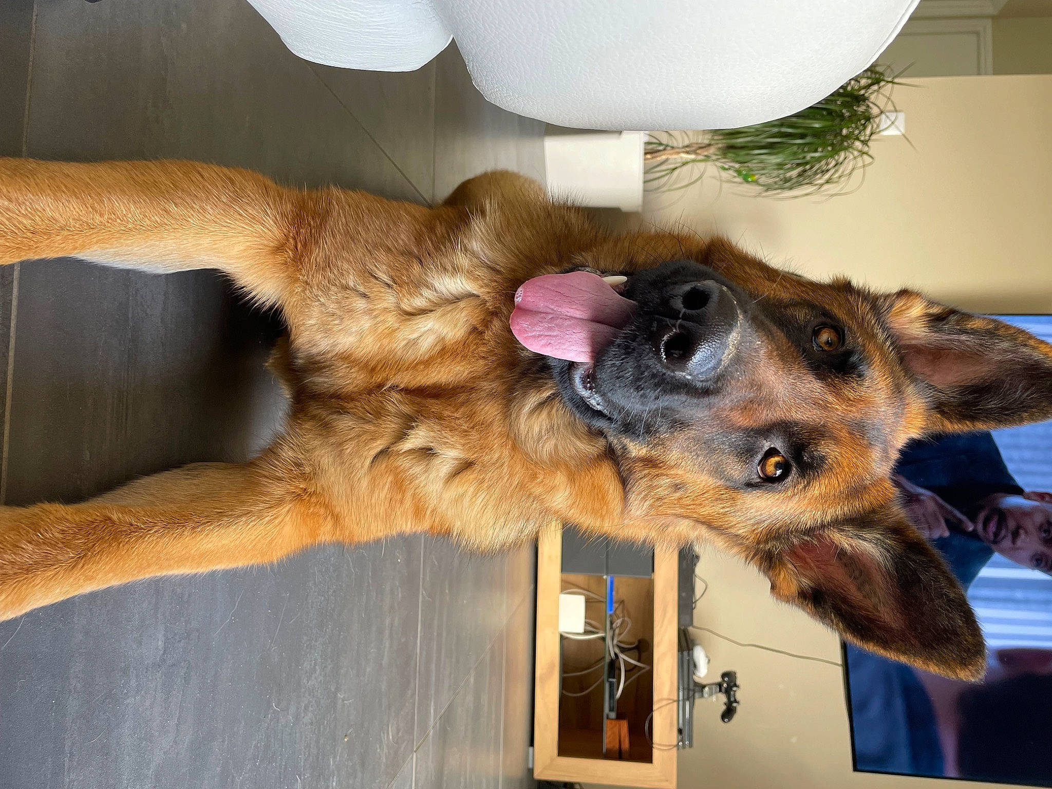 Rexie participe au concours pour gagner de l'argent avec cette photo : canidae, carnivore, collar, companion_dog, dog, dog_breed, dog_supply, ear, fawn, foot, fur, gesture, human_leg, lamp, paw, plant, snout, sporting_group, wood, working_animal