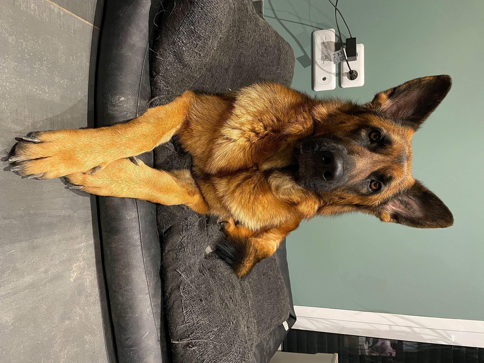 Rexie participe au concours pour gagner de l'argent avec cette photo : canidae, carnivore, claw, companion_dog, dog, dog_breed, fawn, fur, german_shepherd_dog, old_german_shepherd_dog, paw, sporting_group, whiskers, wood, working_animal, working_dog