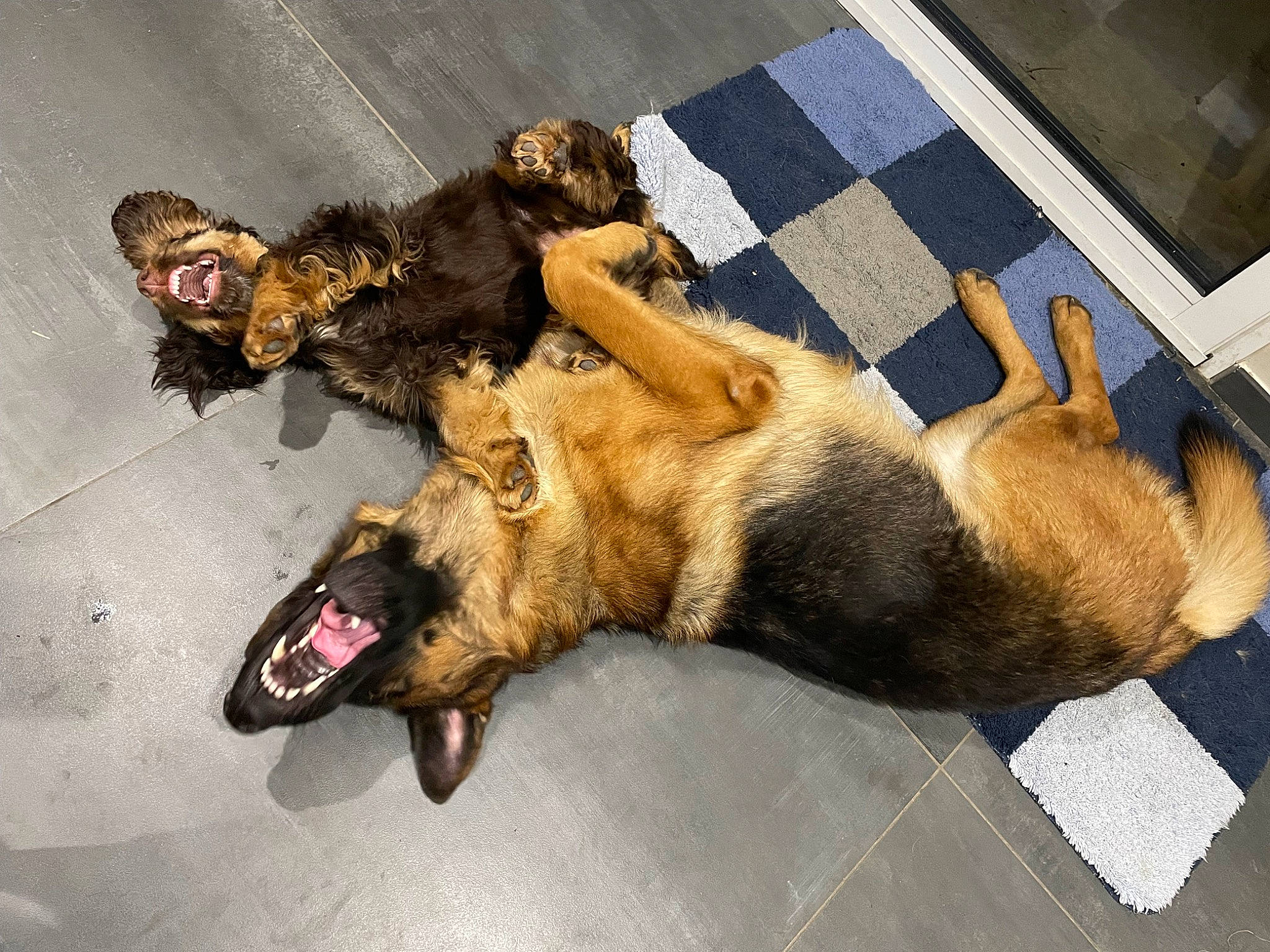 Taz participe au concours pour gagner de l'argent avec cette photo : canidae, carnivore, claw, companion_dog, dog, dog_breed, fawn, flooring, foot, fur, guard_dog, human_leg, paw, snout, sporting_group, street_dog, tail