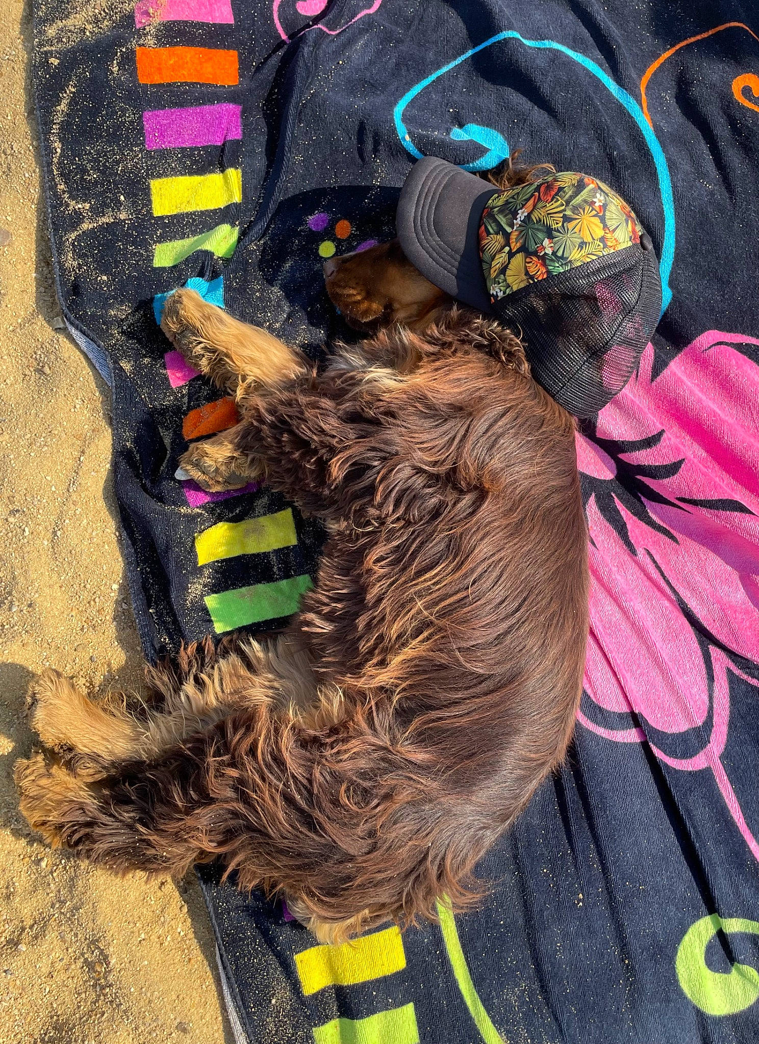 Taz a rejoint le concours — aidez-le/la à gagner de superbes lots ! canidae, carnivore, dog_breed, dog_supply, emergency_service, fashion_accessory, fur, grass, hat, high_visibility_clothing, leash, magenta, outerwear, pattern, personal_protective_equipment, service, snout, soil, sporting_group, working_animal