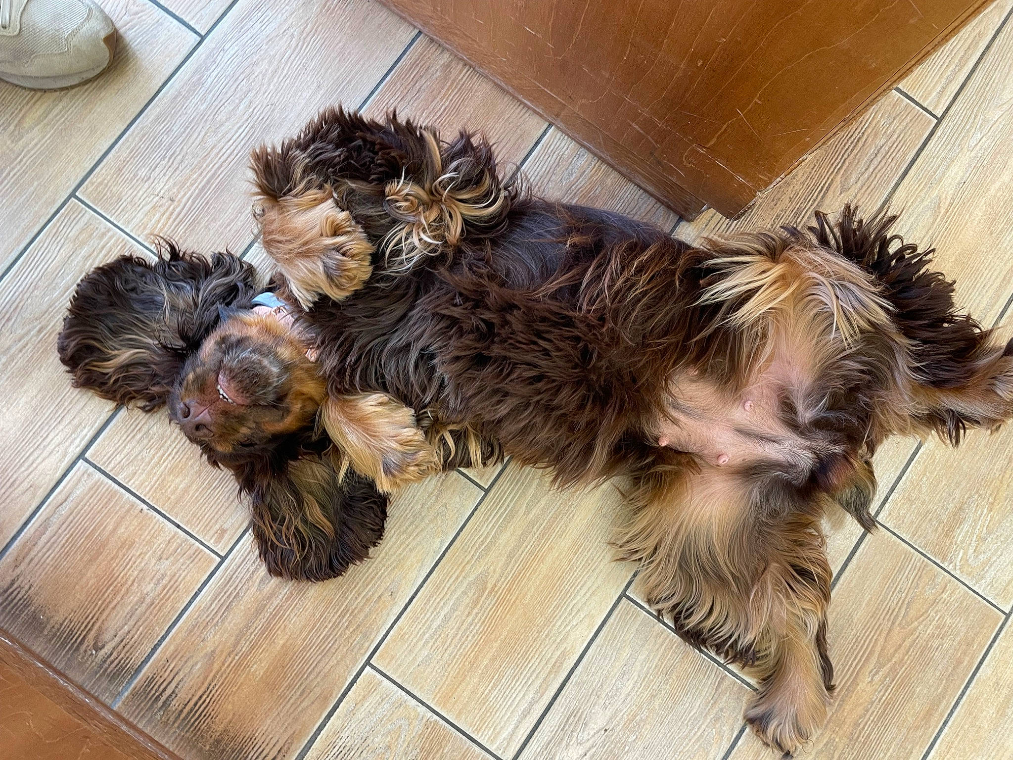 Taz participe au concours pour gagner de l'argent avec cette photo : carnivore, claw, companion_dog, dog, dog_breed, dog_supply, felidae, flooring, fur, hardwood, liver, paw, small_terrier, tail, terrestrial_animal, terrier, toy_dog, wood, working_animal, yorkipoo