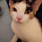 Ella joined the competition — help win amazing prizes! animal, black_patches, calico_cat, cat, close_up, cute, ears, feline, fluffy, green_eyes, indoors, orange_patches, pet, pink_nose, portrait, sitting, soft_focus, whiskers, white_fur, yellow_eyes
