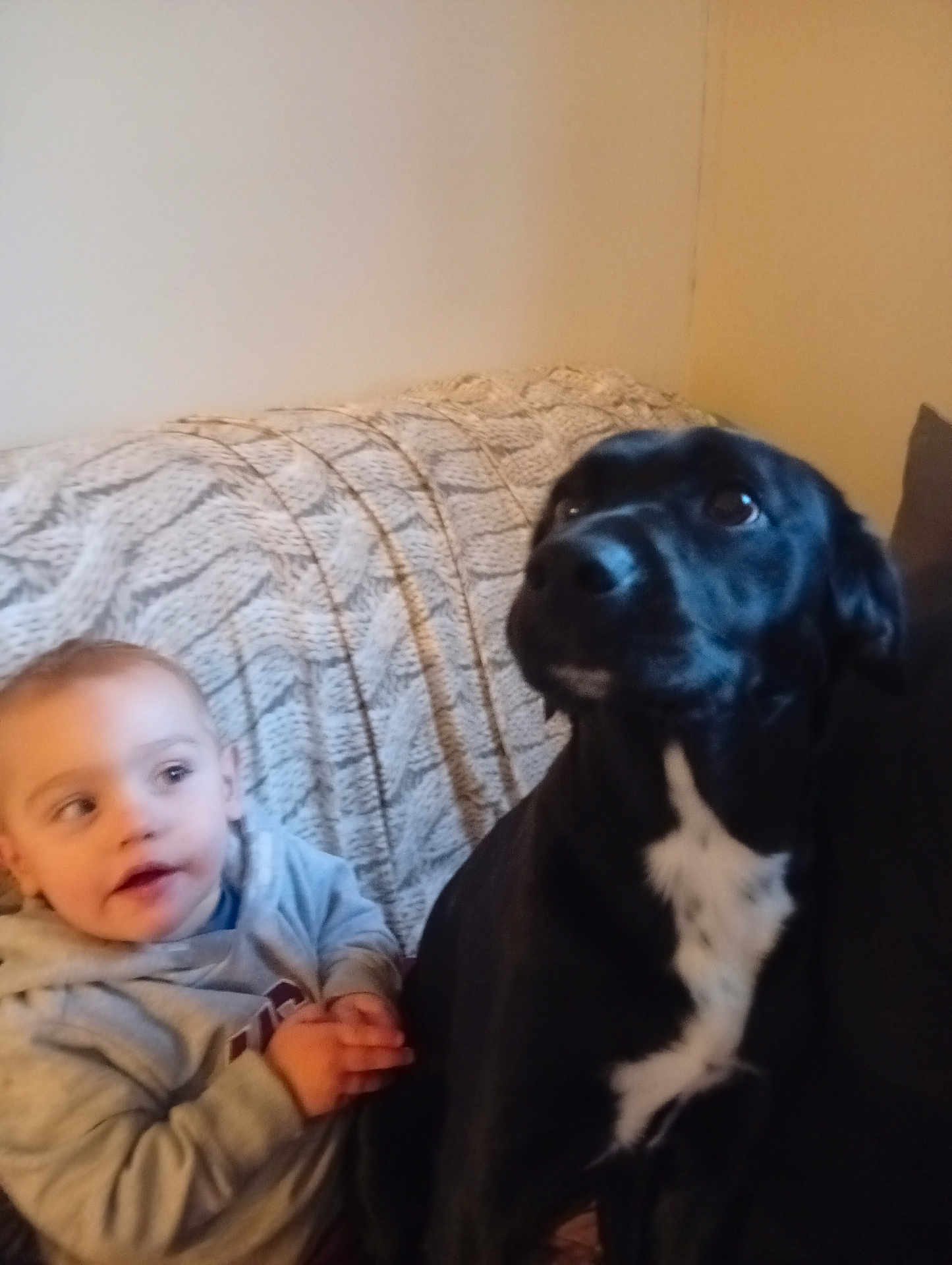 Tayck participe au concours pour gagner de l'argent avec cette photo : toddler, dog, black_dog, indoor, couch, blanket, child, pet, young_child, hoodie, curious, cozy, furniture, companion, sitting, looking_away, indoor_lighting, bond, domestic_life, home