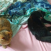 Batman a rejoint le concours — aidez-le/la à gagner de superbes lots ! cat, tabby_cat, black_cat, bed, blanket, fabric, fur, animal, pet, indoor, resting, grooming, cute, domestic, sleepy, cozy, feline, pink_sheet, tail, whiskers