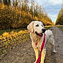 Rio participe au concours pour gagner de l'argent avec cette photo : animal, canine, daylight, dirt_path, dog, forest, golden_retriever, grass, happy, leash, mammal, nature, outdoor, pet, puppy, river, sunlight, tongue_out, trees, walking