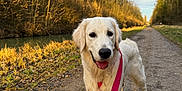 Rio participe au concours pour gagner de l'argent avec cette photo : animal, canine, clouds, dirt_path, dog, forest_edge, golden_retriever, happy, leafless_trees, leash, nature, outdoor, pet, puppy, sky, sunlight, trees, walking, water, young_dog