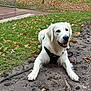 dog, golden_retriever, puppy, lying_down, mud, grass, leaves, park, outdoor, fence, pathway, animal, pet, canine, happy, nature, fall, playful, leash, closeup