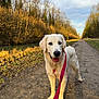 Rio a rejoint le concours — aidez-le/la à gagner de superbes lots ! animal, canine, clouds, dirt_path, dog, forest_edge, golden_retriever, happy, leafless_trees, leash, nature, outdoor, pet, puppy, sky, sunlight, trees, walking, water, young_dog