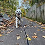 dog, golden_retriever, puppy, walking, leash, autumn, fall_leaves, path, outdoor, trees, wooden_fence, nature, smiling, black_harness, sidewalk, seasonal, park, forest, happy, daytime