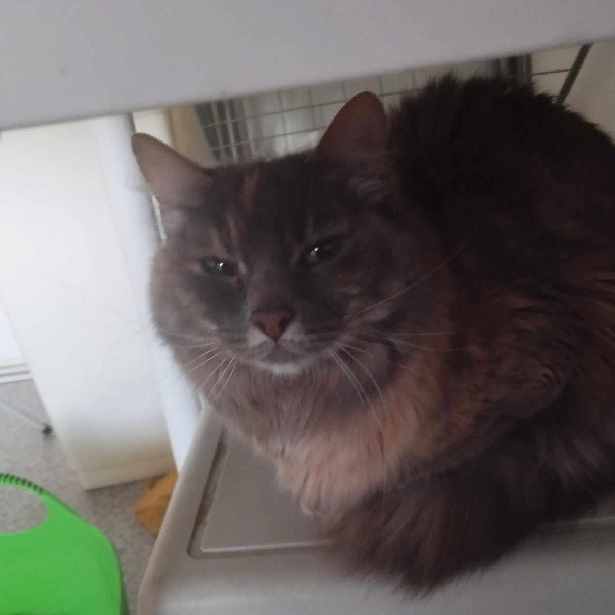 Bella participe au concours pour gagner de l'argent avec cette photo : abyssinian, angora, animal, cat, chair, closet, cupboard, desk, device, drawer, furniture, indoors, kitten, manx, pet, plant, pottedplant, siamese, table, wood