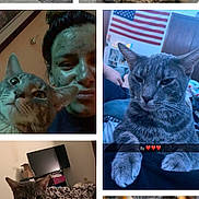 Milo joined the competition — help win amazing prizes! cat, cats, tabby_cat, gray_cat, pet, animal, feline, portrait, collage, close_up, sitting, lying_down, lounging, bed, blanket, indoor, home, person, selfie, text_overlay