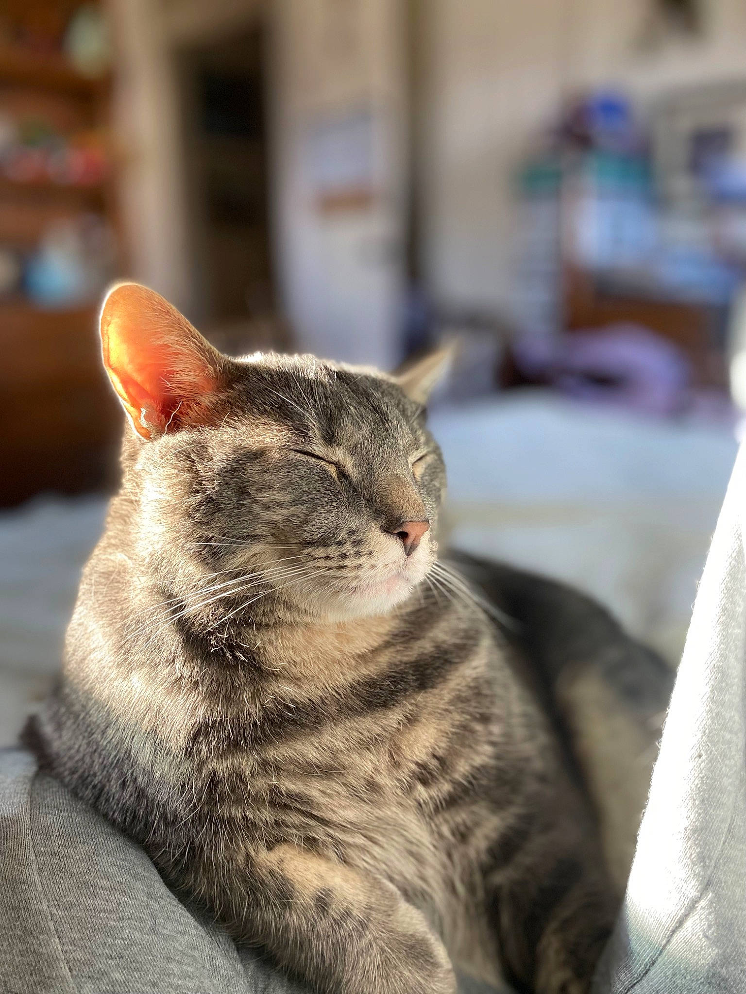 Milo joined the competition — help win amazing prizes! carnivore, cat, domestic_short_haired_cat, felidae, fur, grey, paw, sitting, small_to_medium_sized_cats, snout, terrestrial_animal, whiskers, window