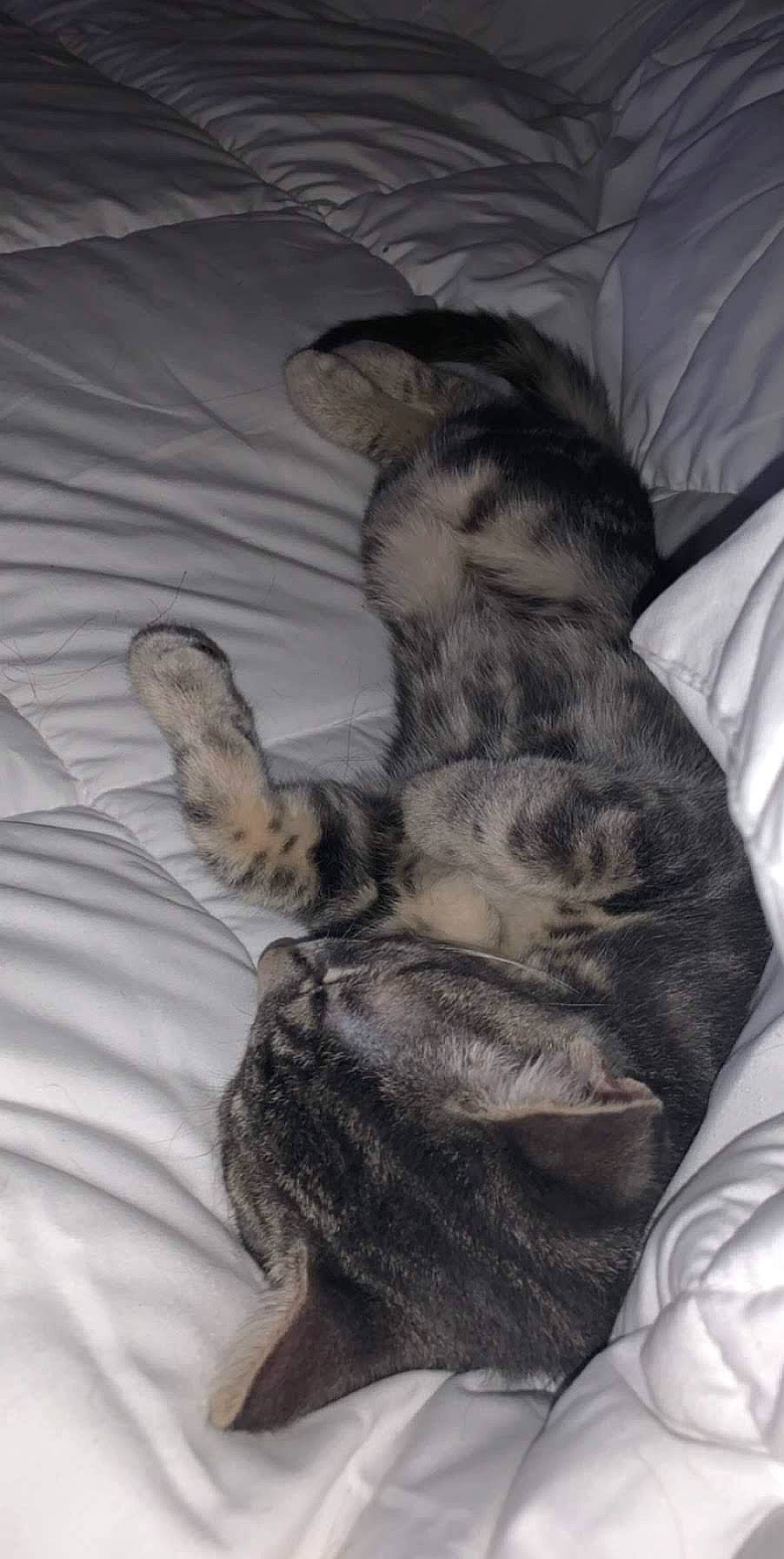 Milo is registered to the contest to win money with this photo: canidae, carnivore, claw, comfort, companion_dog, dog, dog_breed, domestic_short_haired_cat, fawn, felidae, fur, gesture, grey, linens, liver, paw, small_to_medium_sized_cats, sporting_group, tail, whiskers