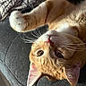 Simba joined the competition — help win amazing prizes! animal, cat, close_up, couch, feline, fur, green_eyes, indoor, lying_down, orange_cat, paw, pet, pink_nose, playful, pointed_ears, portrait, relaxed, sofa, upside_down, whiskers