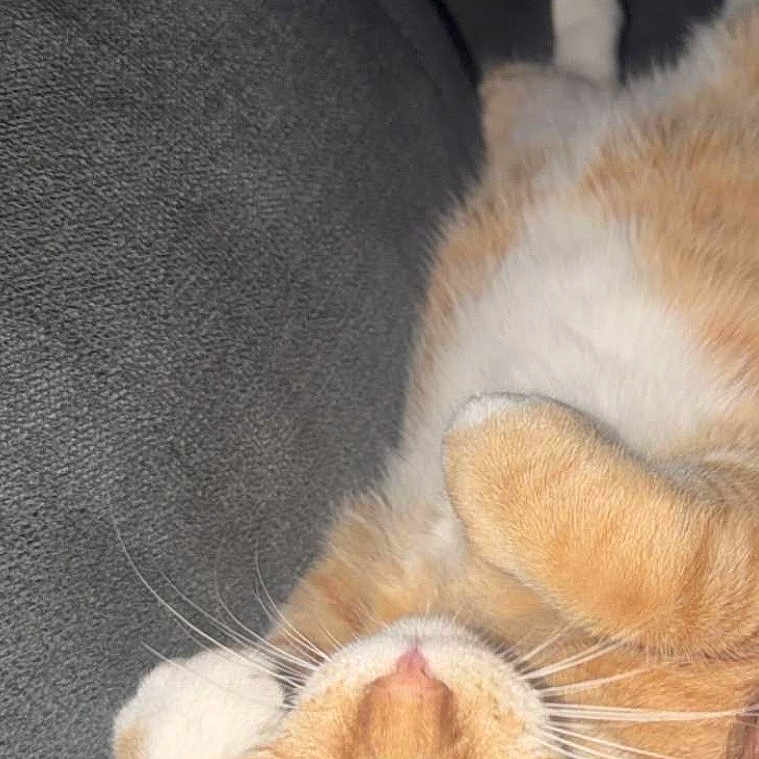 Simba