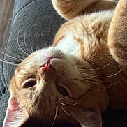 Simba joined the competition — help win amazing prizes! animal, cat, close_up, couch, ears, feline, funny_pose, fur, ginger_cat, indoor, lying_down, orange_cat, pet, pink_nose, playful, portrait, relaxed, upside_down, warm_lighting, whiskers