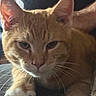 Simba joined the competition — help win amazing prizes! animal, cat, close_up, couch, ears, eyes, feline, fur, indoor, nose, orange_cat, paws, pet, portrait, relaxed, sleepy, tabby, warm_lighting, whiskers, white_paws
