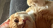 Simba joined the competition — help win amazing prizes! animal, cat, close_up, ears, eyes, feline, fur, ginger_cat, indoor, lying_down, nose, orange_cat, orange_fur, pet, portrait, raised_paw, sofa, sunlight, upside_down, whiskers