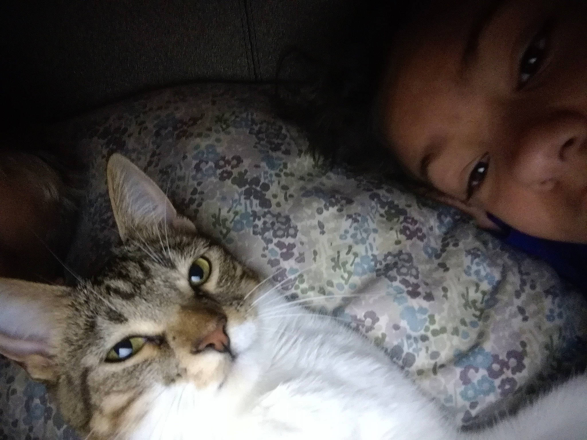 You. Now. Hi. is registered to the contest to win money with this photo: aegean_cat, asian, carnivore, cat, domestic_short_haired_cat, european_shorthair, eye, felidae, fur, head, mammal, mouth, nose, pixie_bob, singapura, skin, small_to_medium_sized_cats, snout, tabby_cat, whiskers