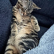 Odin joined the competition — help win amazing prizes! cat, kitten, sleeping, tabby, striped, feline, pet, cozy, blanket, couch, indoor, resting, cute, fur, whiskers, paw, relaxed, comfort, nap, animal