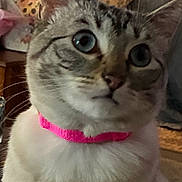 Lulu joined the competition — help win amazing prizes! cat, close_up, blue_eyes, pink_collar, indoor, pet, feline, curious, whiskers, fur, domestic_animal, portrait, animal, cute, household, cozy, tabby, face, mammal, looking_away