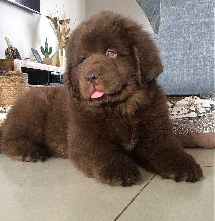 Rubí participe au concours pour gagner de l'argent avec cette photo : ancient_dog_breeds, canidae, carnivore, companion_dog, dog, dog_breed, fawn, flowerpot, fur, giant_dog_breed, houseplant, liver, non_sporting_group, paw, picture_frame, plant, snout, sporting_group, terrestrial_animal, working_animal