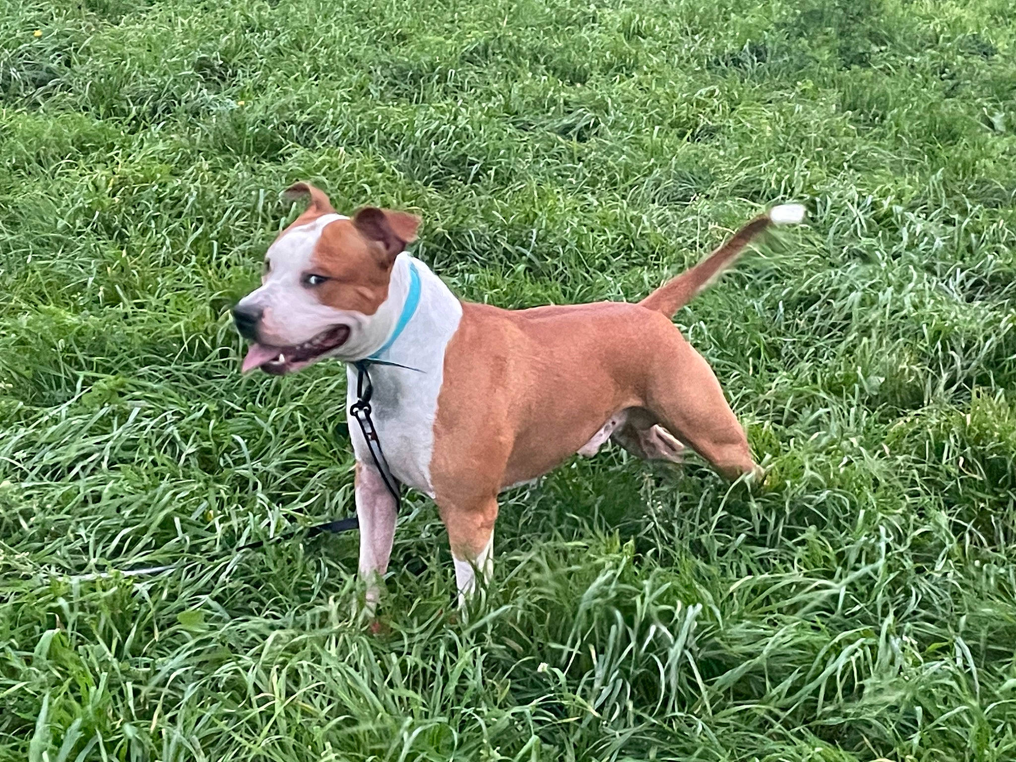 Raiko a rejoint le concours — aidez-le/la à gagner de superbes lots ! ancient_dog_breeds, canidae, carnivore, collar, companion_dog, dog, dog_breed, dog_collar, dog_supply, fawn, grass, gun_dog, hunting_dog, liver, non_sporting_group, plant, snout, sporting_group, terrestrial_animal, working_animal