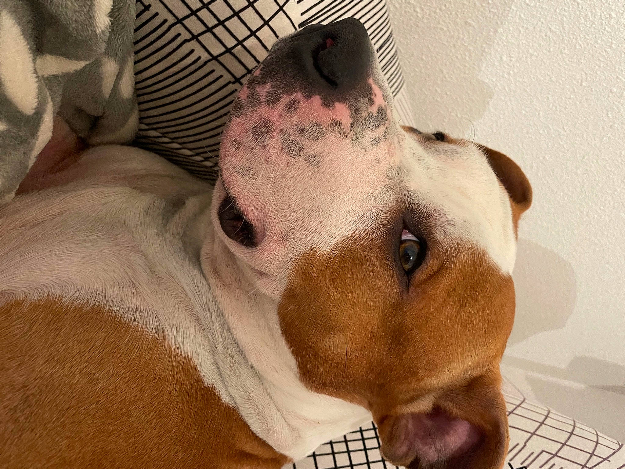 Raiko a rejoint le concours — aidez-le/la à gagner de superbes lots ! canidae, carnivore, collar, comfort, companion_dog, dog, dog_breed, ear, fawn, fur, non_sporting_group, pet_supply, snout, sporting_group, terrestrial_animal, whiskers, working_animal