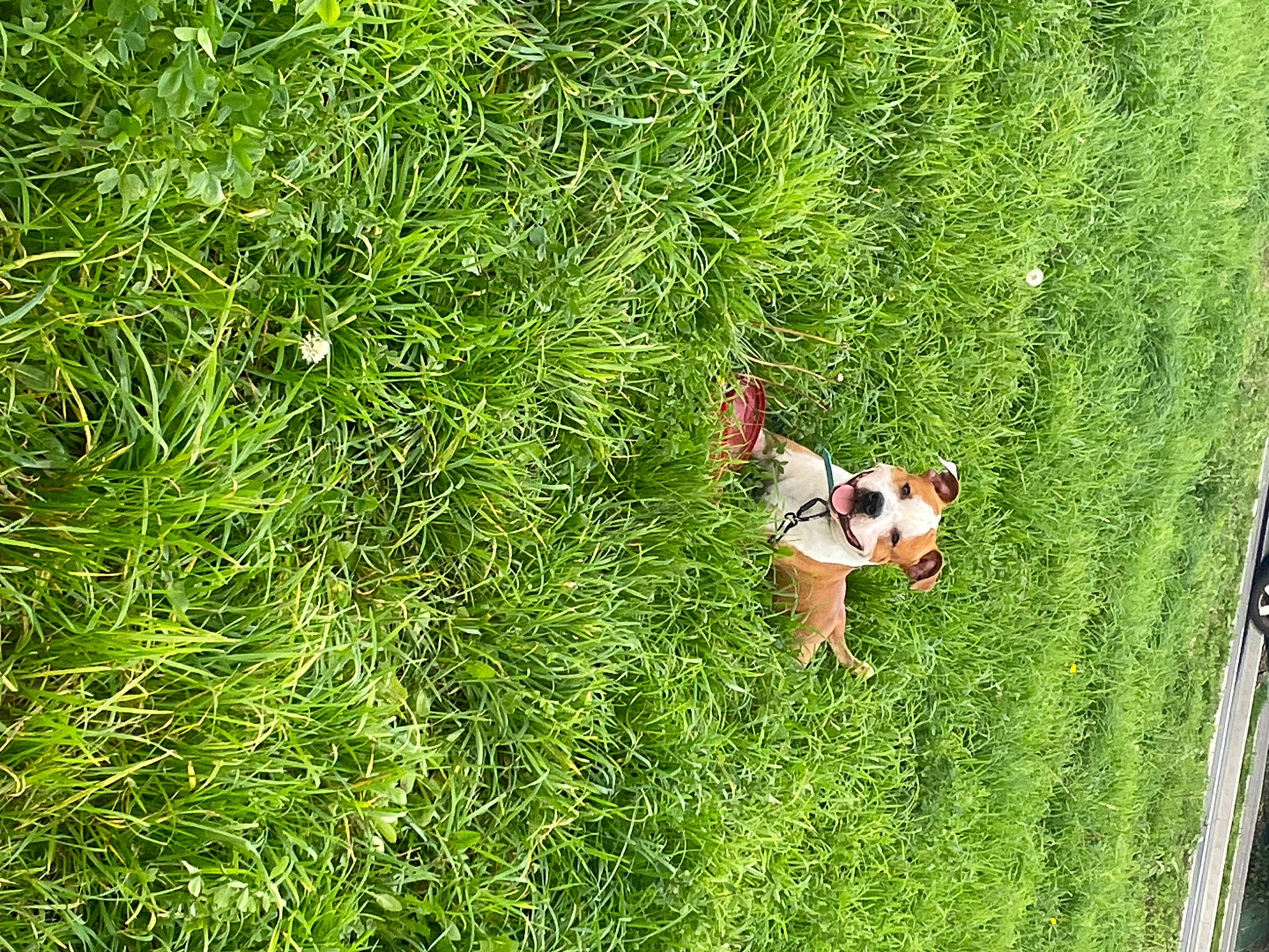 Raiko a rejoint le concours — aidez-le/la à gagner de superbes lots ! field, grass, grass_family, grassland, groundcover, happy, landscape, meadow, natural_landscape, pasture, people_in_nature, plant, prairie, recreation, shrub, terrestrial_plant, toy, tree, vegetation, wildlife