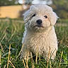 Yuki a rejoint le concours — aidez-le/la à gagner de superbes lots ! puppy, dog, white_fur, fluffy, cute, adorable, portrait, outdoor, grass, nature, sitting, looking_at_camera, black_nose, dark_eyes, long_fur, small_dog, animal, pet, shallow_depth_of_field, natural_light