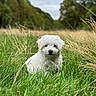 Yuki a rejoint le concours — aidez-le/la à gagner de superbes lots ! puppy, dog, white_dog, fluffy, small_dog, canine, pet, animal, sitting, grass, meadow, field, outdoors, nature, trees, greenery, portrait, fur, black_nose, spring