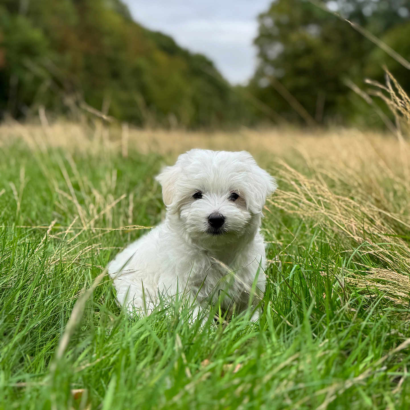 Yuki